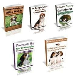 beagle geheimen bonussen