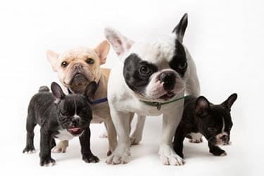 franse bulldog